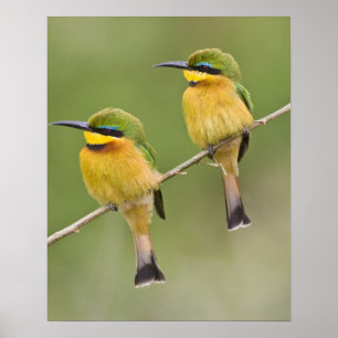 Poster Africa. Tanzania. Little Bee Eaters at Manyara