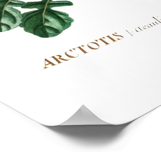 Poster African Daisy (Coin)