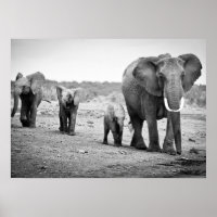 African Elephant & Calves | Kenya