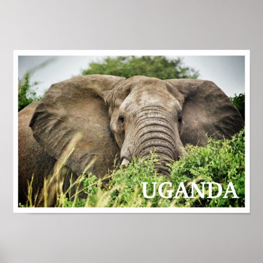 Poster African Elephant, Ouganda (Devant)