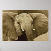 Poster African Elephant poster, impression, image, image (Devant)