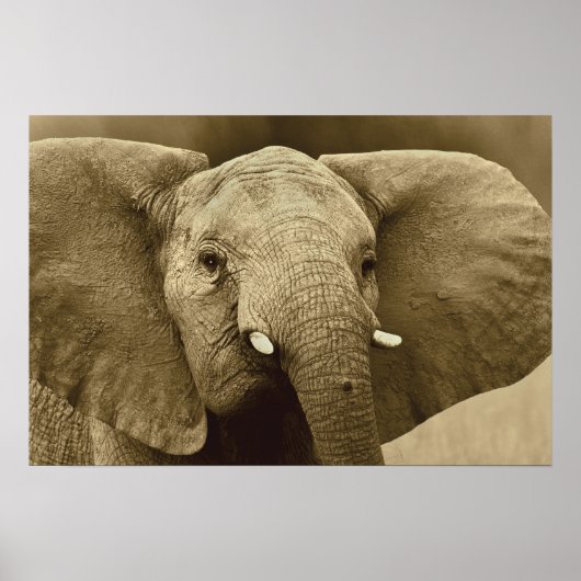 Poster African Elephant poster, impression, image, image (Devant)