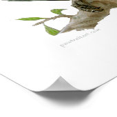 Poster - African Grey (Coin)