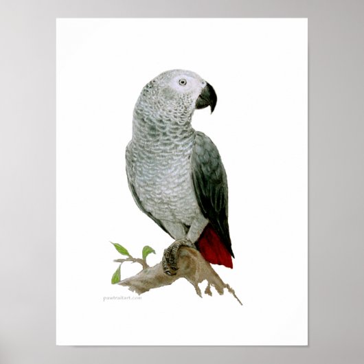 Poster - African Grey (Devant)