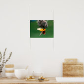 Poster African Masked-Weaver (Cuisine)