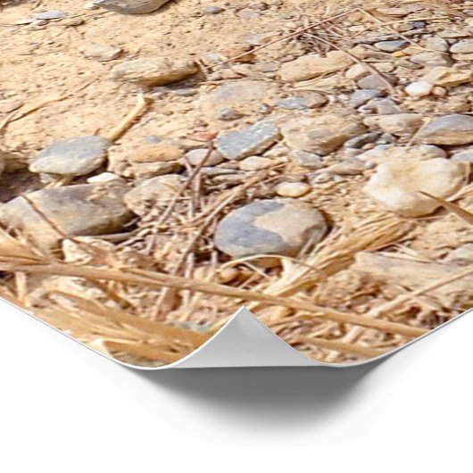 Poster African Wild Dog montre ses dents (Coin)