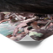 Poster Afrique, Afrique de l'Est, Tanzanie, Gombe Nationa (Coin)