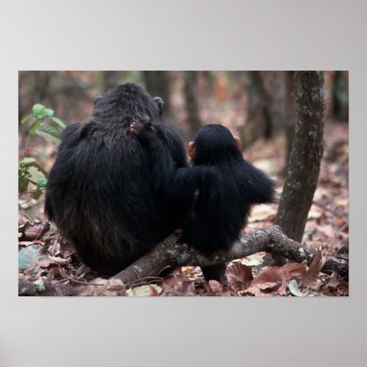 Poster Afrique, Afrique de l'Est, Tanzanie, Gombe Nationa (Devant)