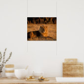 Poster Afrique, Botswana, delta de l'Okavango. Lion (Pant (Cuisine)