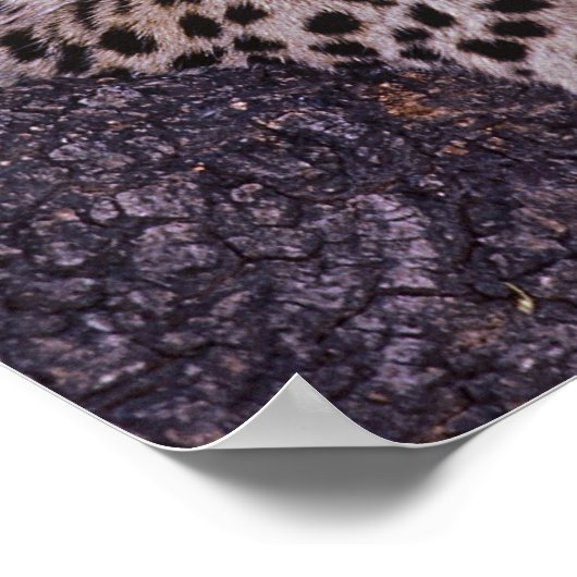 Poster Afrique, Botswana, delta de l'Okvango, léopard sau (Coin)