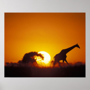 Poster Afrique, Botswana, Parc national de Chobe, Girafe