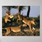 Poster Afrique, Botswana, Parc national de Chobe, Lioness (Devant)