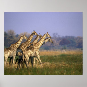 Poster Afrique, Botswana, Réserve de gibier de Moremi
