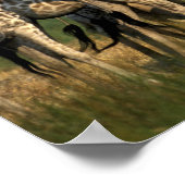 Poster Afrique, Botswana, Réserve de jeu de Moremi (Coin)