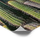 Poster Afrique Désert Cactus Plantes Prickly Pear (Coin)