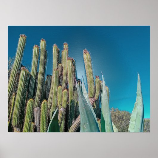 Poster Afrique Désert Cactus Plantes Prickly Pear (Devant)
