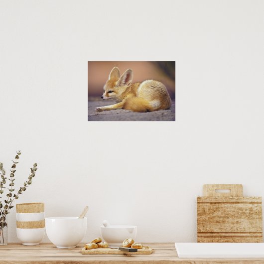 Poster Afrique du Nord. Fennec Fennecus zerda) (Cuisine)