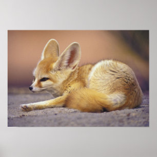 Poster Afrique du Nord. Fennec Fennecus zerda)