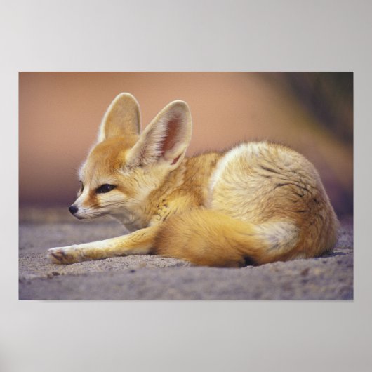 Poster Afrique du Nord. Fennec Fennecus zerda) (Devant)