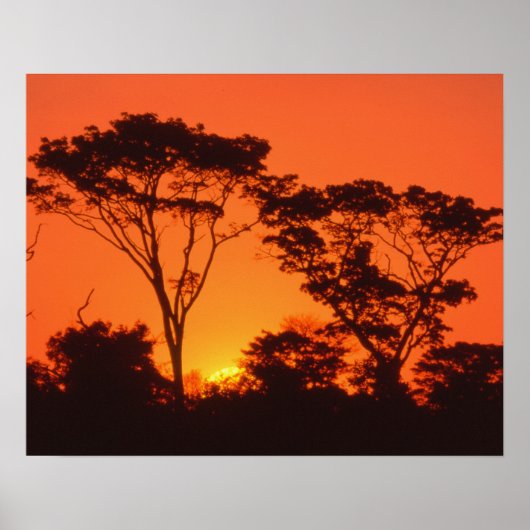 Poster Afrique du Sud. Coucher de soleil africain. (Devant)