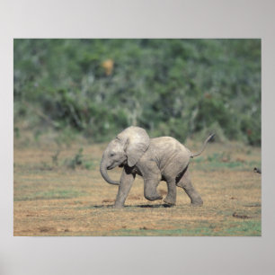 Poster Afrique du Sud, Parc national d'Addo Elephant. Béb