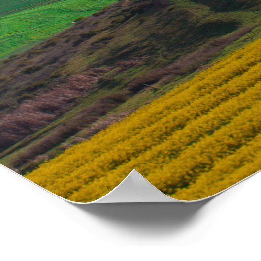 Poster Afrique du Sud Paysage rural Canola Fields (Coin)