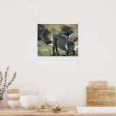 Poster Afrique du Sud, Pilanesburg GR, Warthog (Cuisine)