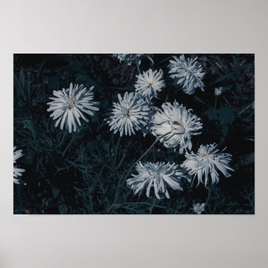 Poster Afrique du Sud Vert Blanc Fleurs indigènes (Devant)