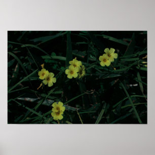 Poster Afrique du Sud Vert Jaune Fleurs indigènes