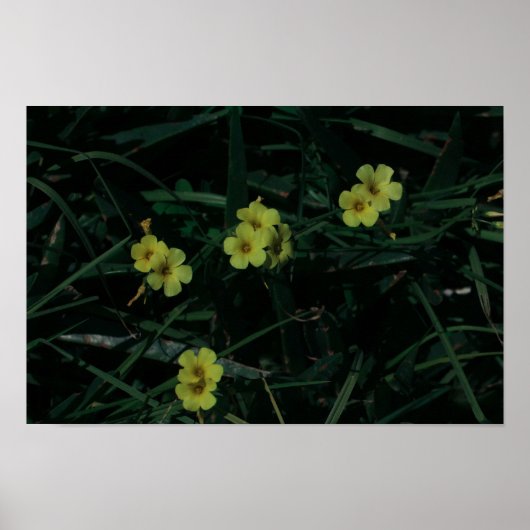 Poster Afrique du Sud Vert Jaune Fleurs indigènes (Devant)
