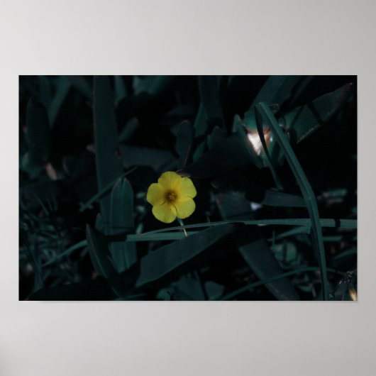 Poster Afrique du Sud Vert Jaune Fleurs indigènes (Devant)