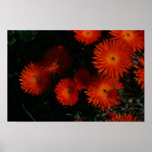 Poster Afrique du Sud Vert Orange Fleurs Succulentes