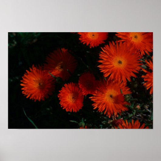 Poster Afrique du Sud Vert Orange Fleurs Succulentes (Devant)