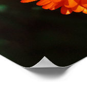 Poster Afrique du Sud Vert Orange Fleurs Succulentes (Coin)