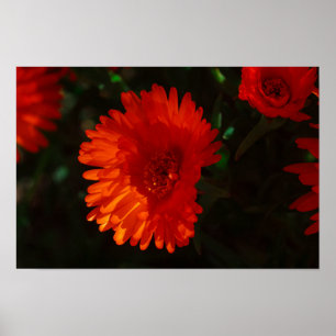 Poster Afrique du Sud Vert Orange Fleurs Succulentes