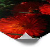 Poster Afrique du Sud Vert Orange Fleurs Succulentes (Coin)