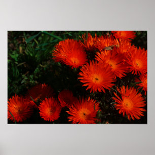 Poster Afrique du Sud Vert Orange Fleurs Succulentes