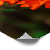 Poster Afrique du Sud Vert Orange Fleurs Succulentes (Coin)