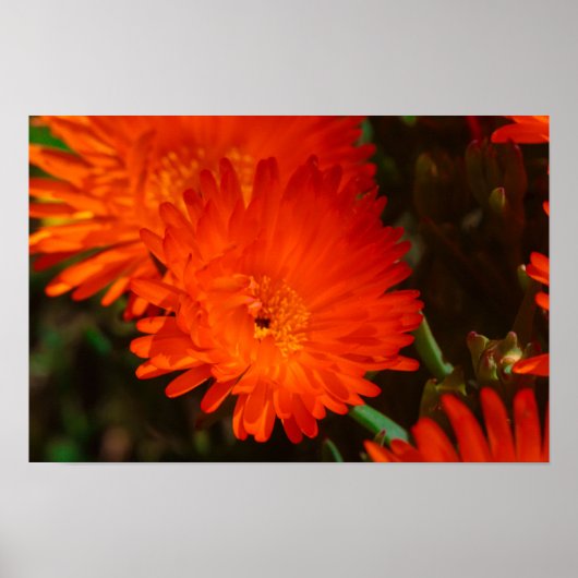 Poster Afrique du Sud Vert Orange Fleurs Succulentes (Devant)