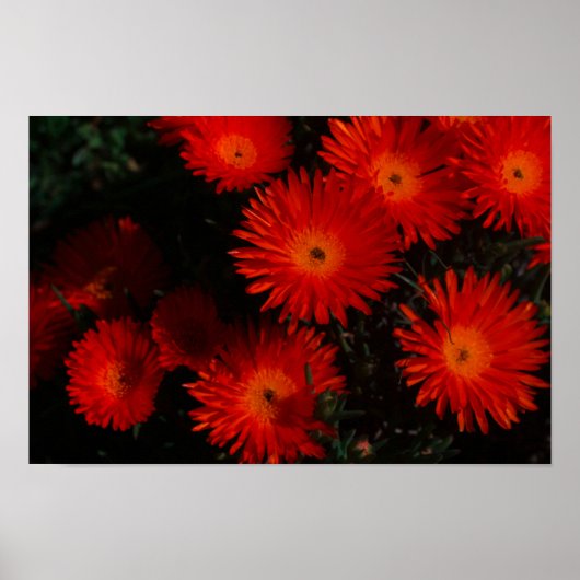 Poster Afrique du Sud Vert Orange Fleurs Succulentes (Devant)