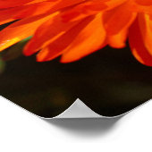 Poster Afrique du Sud Vert Orange Fleurs Succulentes (Coin)
