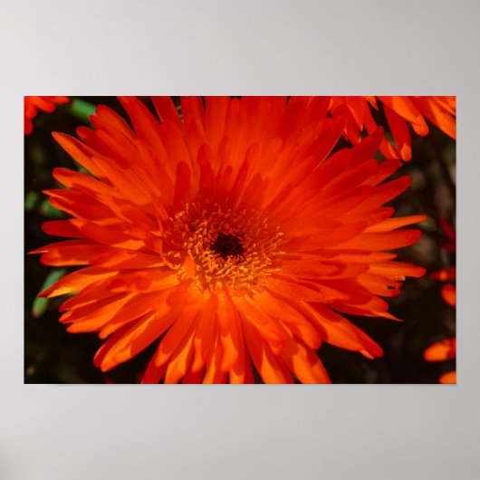 Poster Afrique du Sud Vert Orange Fleurs Succulentes (Devant)