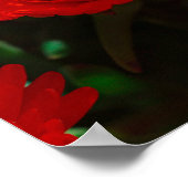 Poster Afrique du Sud Vert Orange Fleurs Succulentes (Coin)