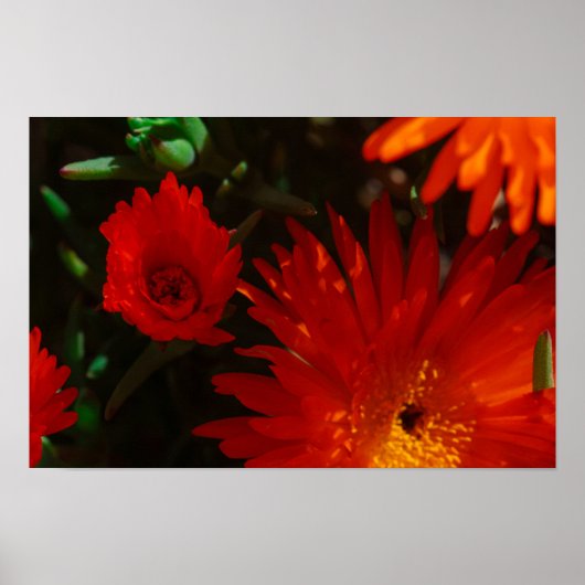 Poster Afrique du Sud Vert Orange Fleurs Succulentes (Devant)