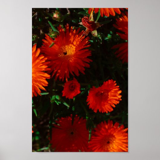 Poster Afrique du Sud Vert Orange Fleurs Succulentes (Devant)