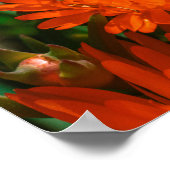 Poster Afrique du Sud Vert Orange Fleurs Succulentes (Coin)
