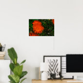 Poster Afrique du Sud Vert Orange Fleurs Succulentes (Bureau à domicile)