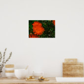 Poster Afrique du Sud Vert Orange Fleurs Succulentes (Cuisine)