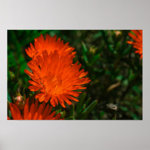 Poster Afrique du Sud Vert Orange Fleurs Succulentes