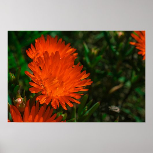 Poster Afrique du Sud Vert Orange Fleurs Succulentes (Devant)